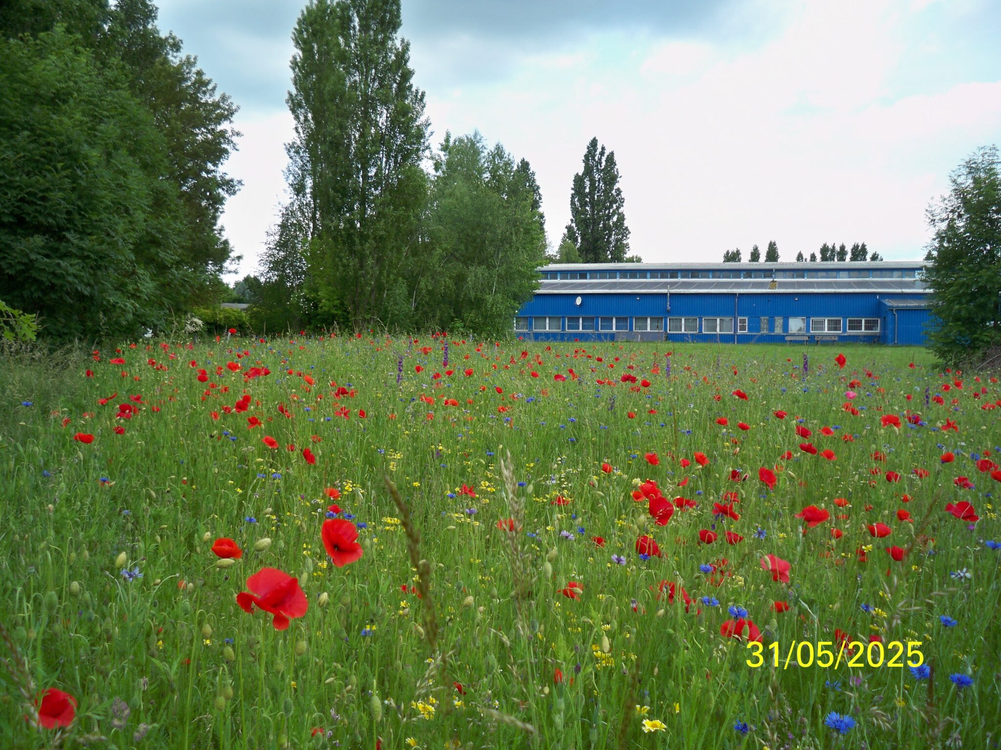 Blühende Wildblumenwiese mit Mohn und Kornblumen am Standort der Wiedenmann Seile GmbH in Brehna. Im Hintergrund ist das Firmengebäude zu sehen, aufgenommen am 31. Mai 2025.