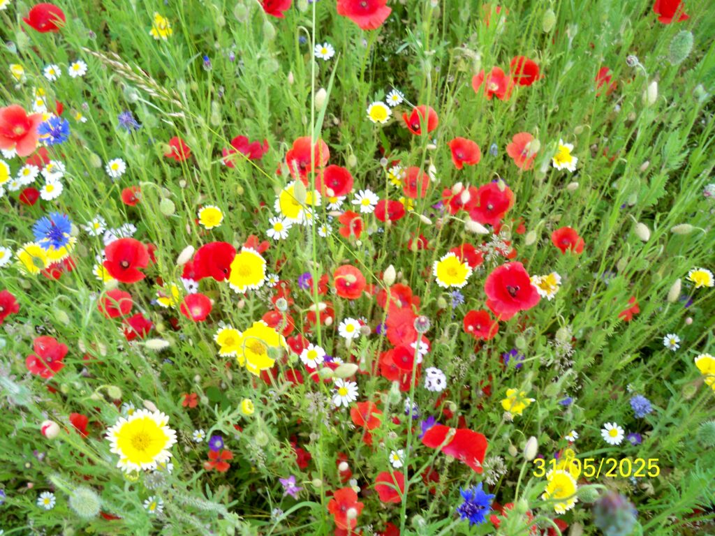 Nahaufnahme einer blühenden Wildblumenwiese mit leuchtend roten Mohnblumen, gelben Margeriten, blauen Kornblumen und weißen Gänseblümchen am Standort der Wiedenmann Seile GmbH in Brehna, aufgenommen am 31. Mai 2025.